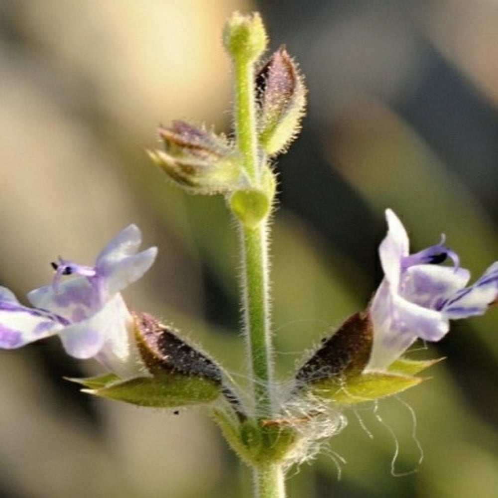 بذور الرعلا ( Salvia aegyptiaca )