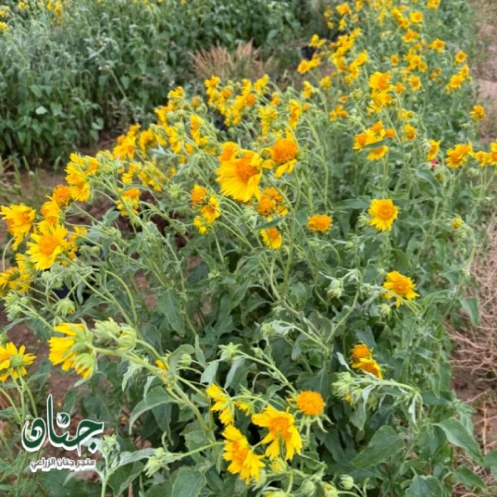 بذور دوار الشمس البري Verbesina encelioides