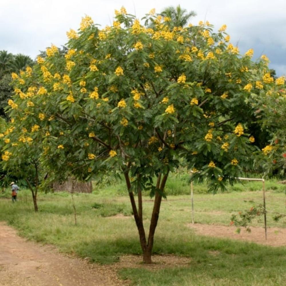 بذور شجرة كاسيا سبيكتابيلس ( Cassia spectabilis )