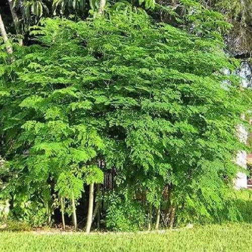 بذور شجرة المورينجا‬ الهجين ( Moringa Hybrid )