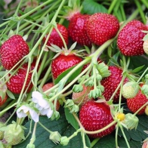 بذور الفراولة ( Fragaria x ananassa )