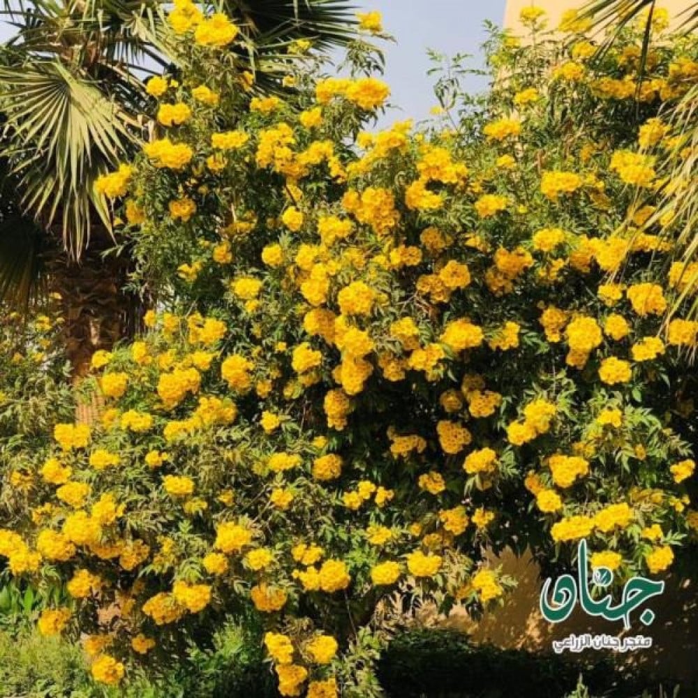 بذور شجرة تيكوما ستانس ( Tecoma Stans )