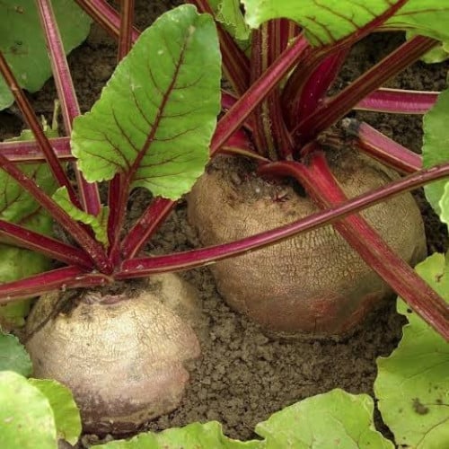 بذور نبات الشمندر - البنجر ( Beta vulgaris )