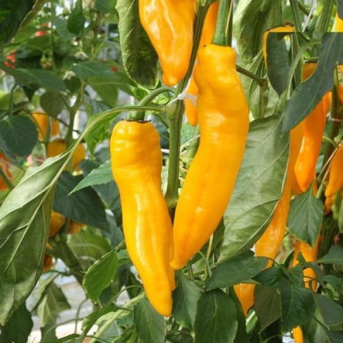بذور الفلفل الاصفر الحلو ( Capsicum annuum )