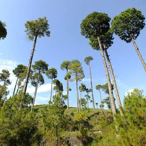 بذور شجرة الصنوبر الهندي ( Pinus roxburghii )