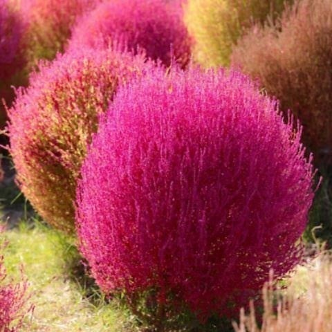‫بذور الكوشيا - مكنسة الجنة ( Kochia Scoparia )
