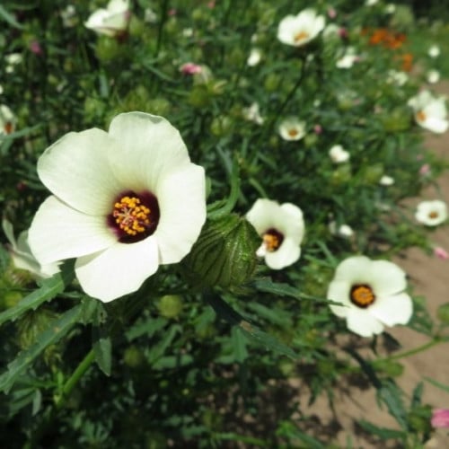 بذور الهيبسكس الافريقي ( hibiscus trionum )