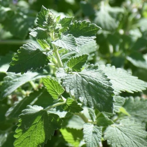 بذور النعناع البري - نعناع القط ( Nepeta Cataria )