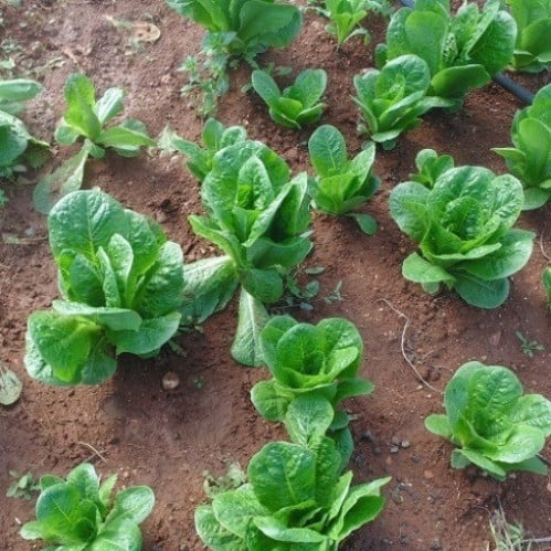 بذور نبات الخس ( Lactuca sativa )