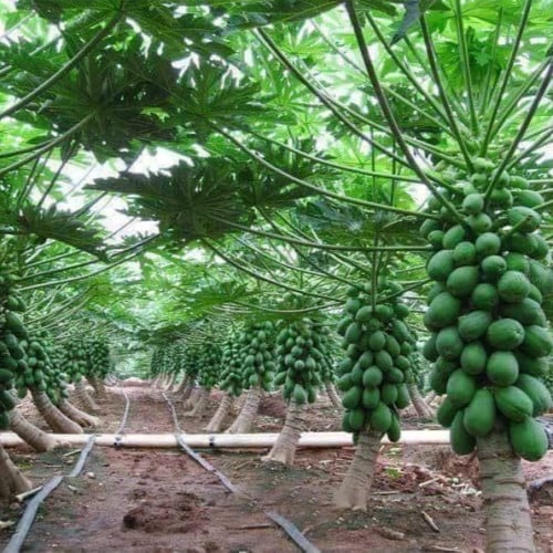 بذور البابايا التايلندية ( Carica papaya )