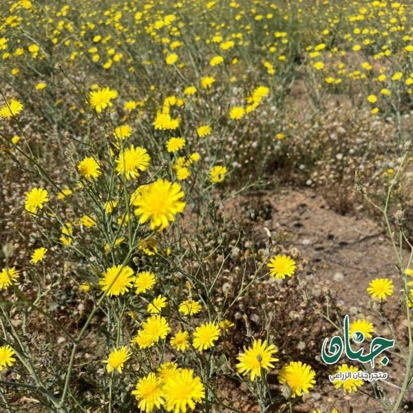 بذور العضيد - اليعضيد  ( Urospermum picroides )