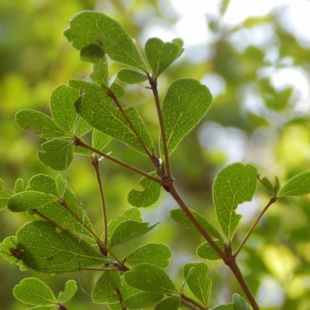 بذور شجرة ترمناليا منتالي ( Terminalia mantaly )