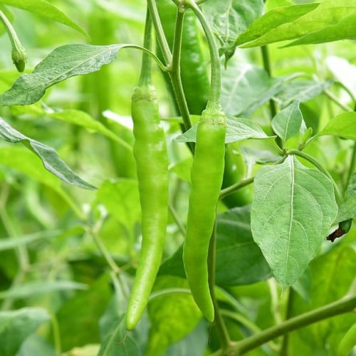 بذور الفلفل الهندي الحار الأخضر ( Capsicum annuum...