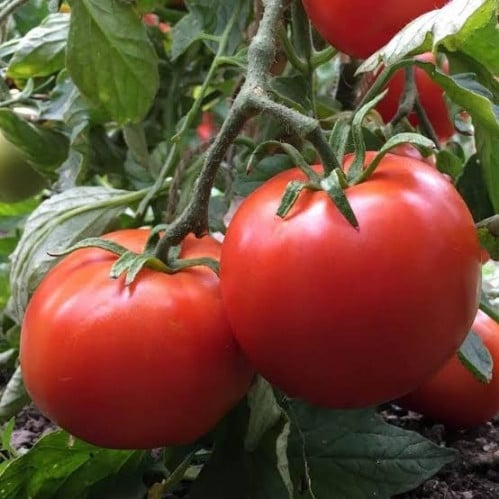 بذور الطماطم الكروي ( Solanum lycopersicum )