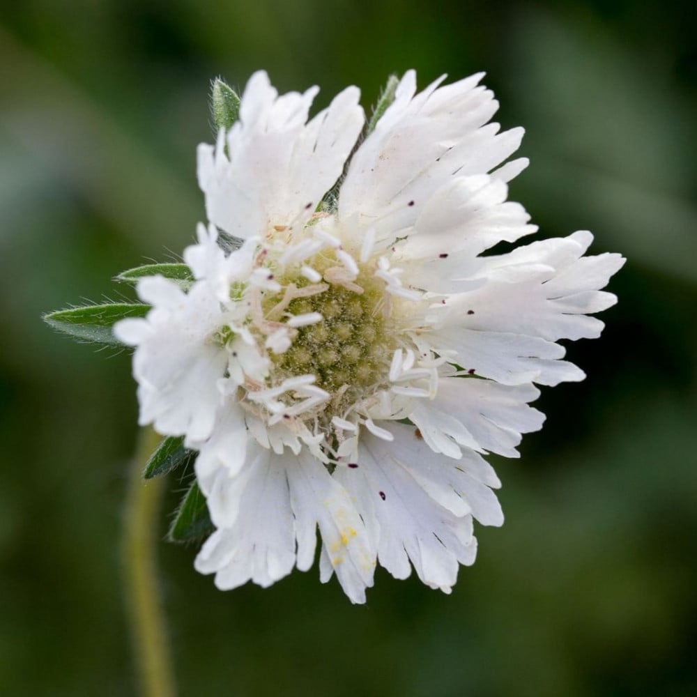 زهرة الطربة ام قلاص البيضاء scabiosa palaestina