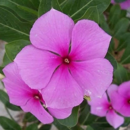 بذور زهور البفتة الوردية - البلدي ( Catharanthus roseus )