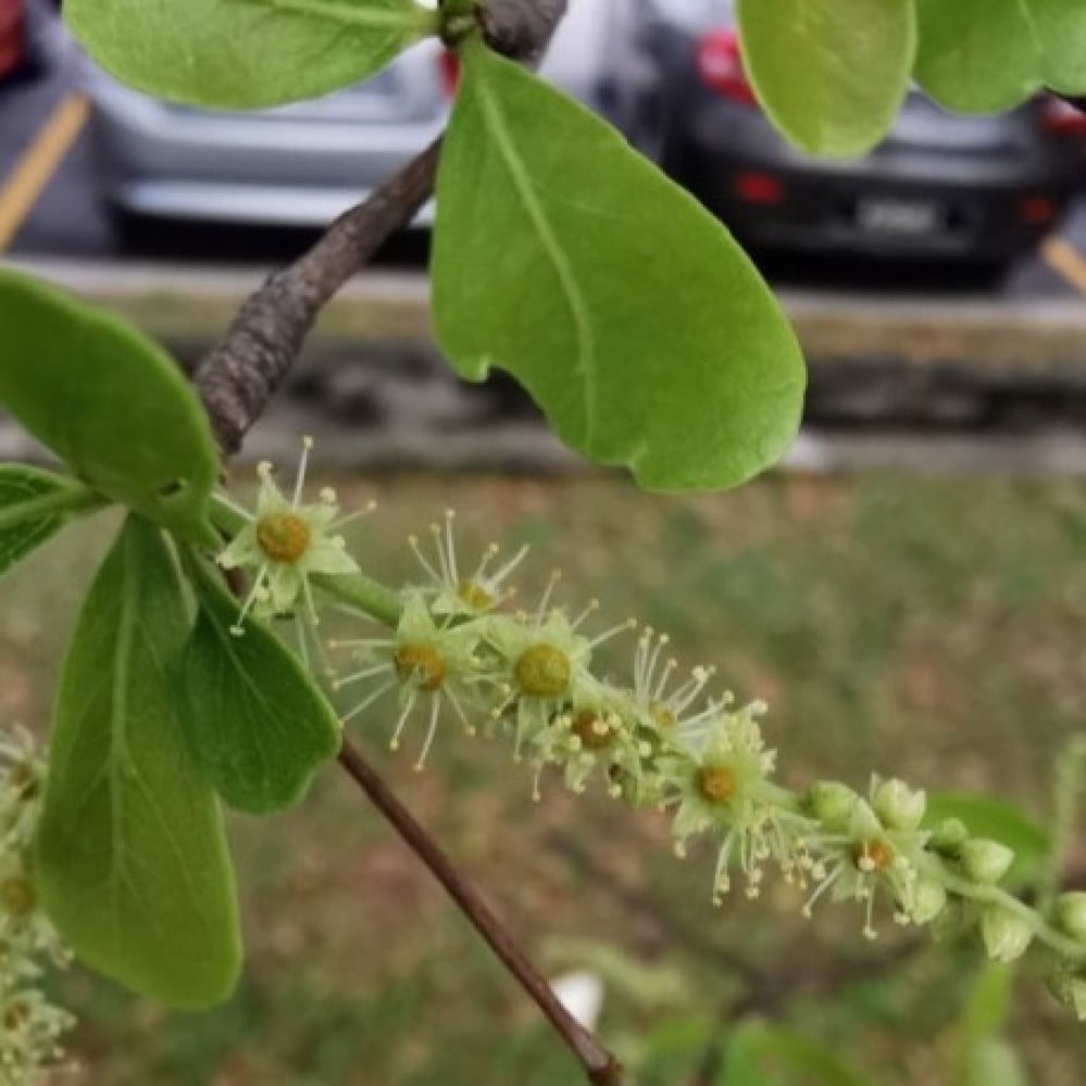 بذور شجرة ترمناليا منتالي ( Terminalia mantaly )