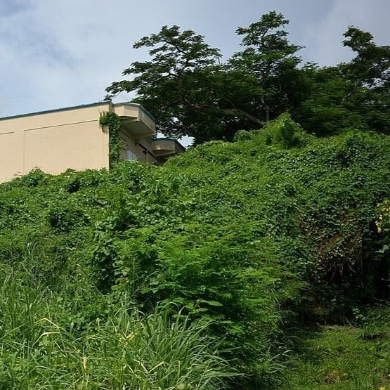 بذور الشلو - المغد ( Coccinia grandis )