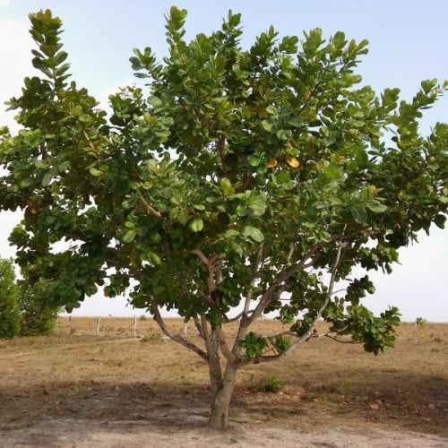 بذور شجرة الكاجو ( Anacardium occidentale )