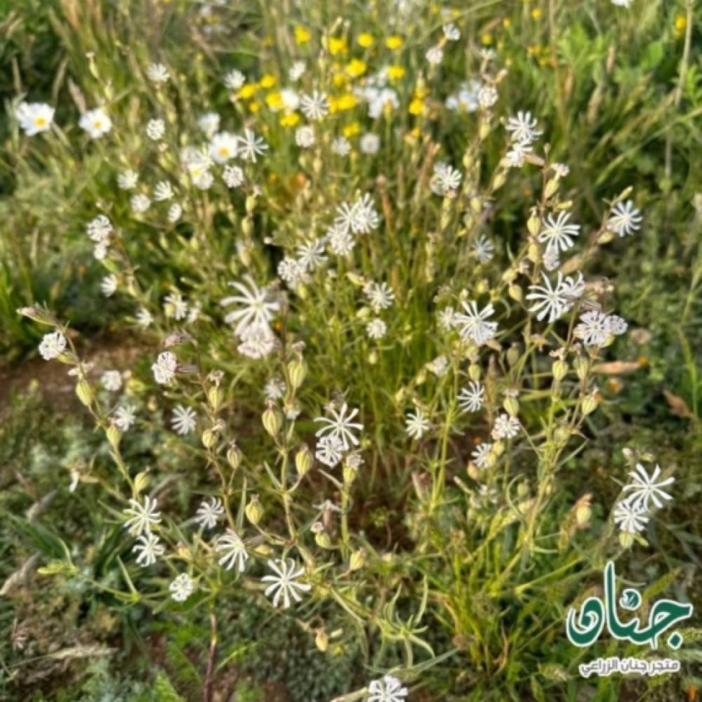 طريقة زراعة عشبة تربة ابو دهينه