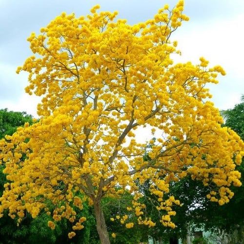 بذور شجرة التابوبيا الذهبية ( Tabebuia aurea )
