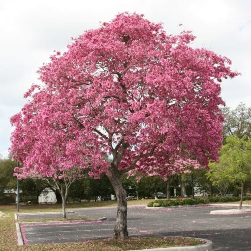 بذور شجرة التابوبيا الوردية ( Tabebuia rosea )