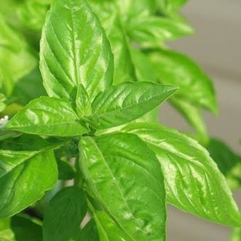 Lime Basil базилик