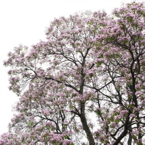 بذور شجرة الكاتالبا الوردية ( Catalpa Bungei )
