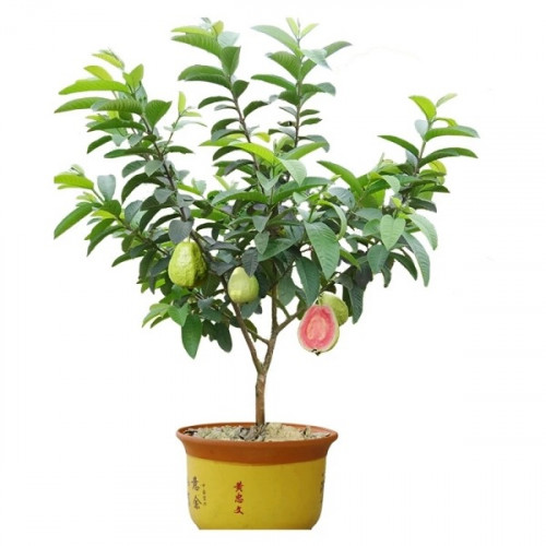 بذور الجوافة الحمراء ( Psidium guajava L )
