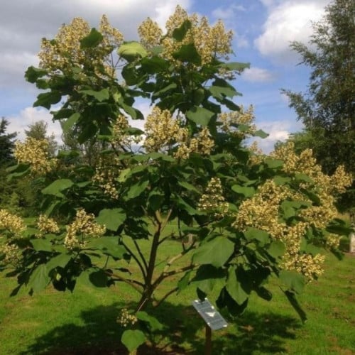 بذور شجرة الكاتالبا الصفراء ( Catalpa ovata )