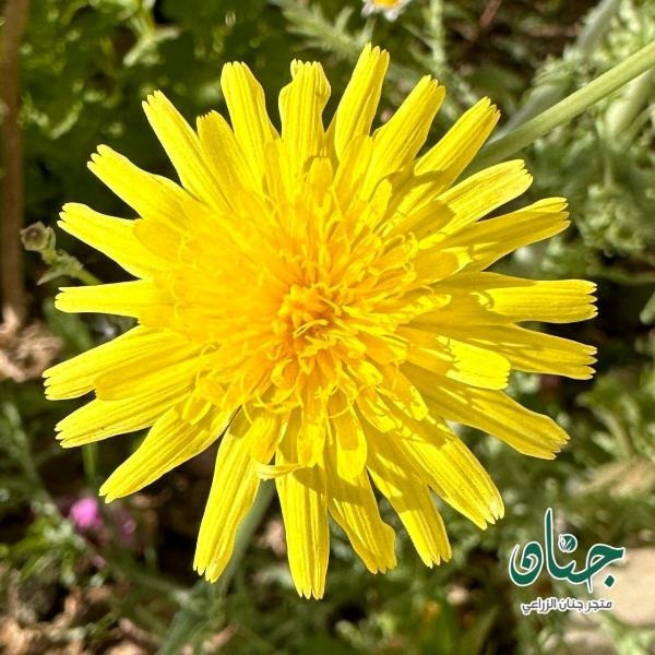بذور العضيد - اليعضيد  ( Urospermum picroides )
