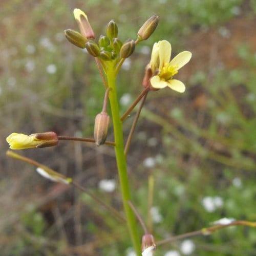 بذور الحرشاء ( Brassica tournefortii )