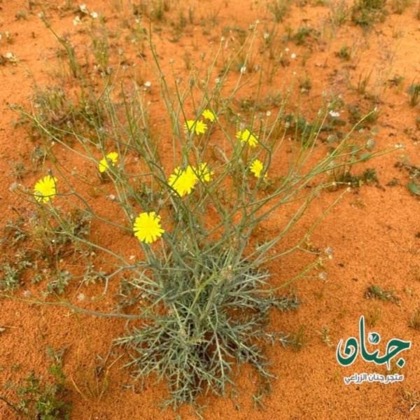 بذور العضيد - اليعضيد  ( Urospermum picroides )
