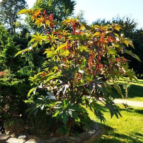 بذور شجرة الخروع ( Ricinus communis )