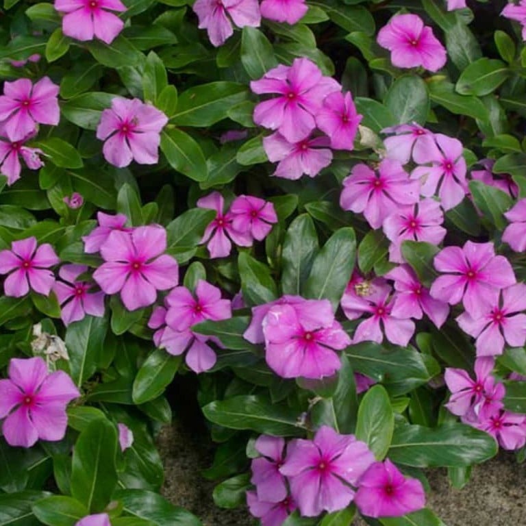 بذور زهور البفتة الوردية - البلدي ( Catharanthus roseus )