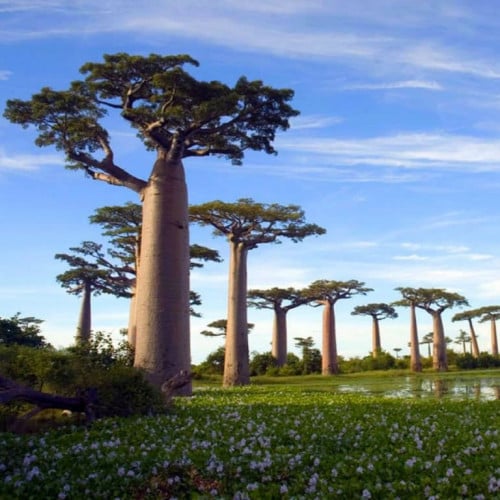 ‫بذور شجرة التبلدي - الباوباب‬ ( Adansonia )