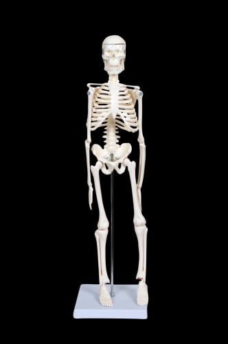 45cm Mini Skeleton