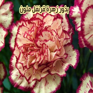 بذور قرنفل ملون