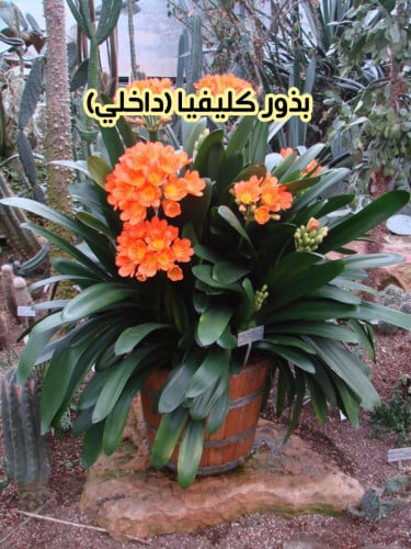 بذور كليفيا