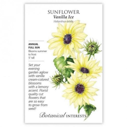 بذور دوار الشمس الفانيلا - Vanilla Ice Sunflower Seeds