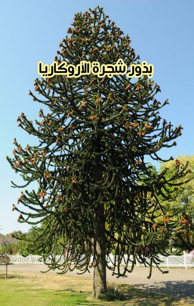 بذور شجرة الأروكاريا 3 بذرات متجر واحة النبات