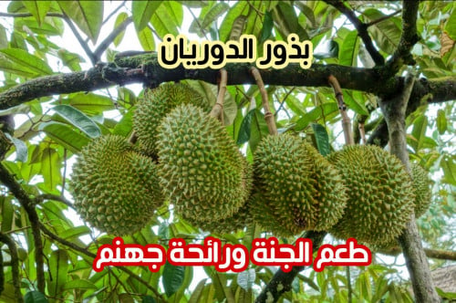 بذور الدوريان (بذرة)