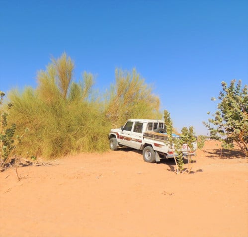 مرخ 100 بذرة Leptadenia pyrotechnica