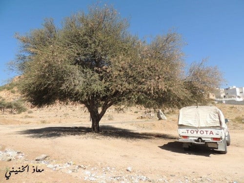 بذور طلح سلاء من الطائف 100 بذرة Acacia grrardii B...