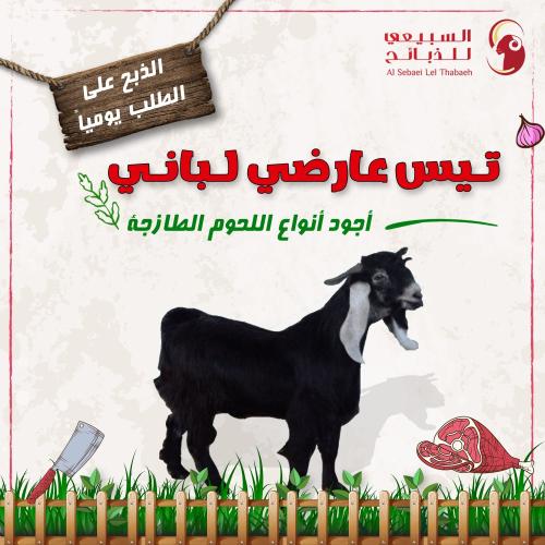 تيس عارضي لباني
