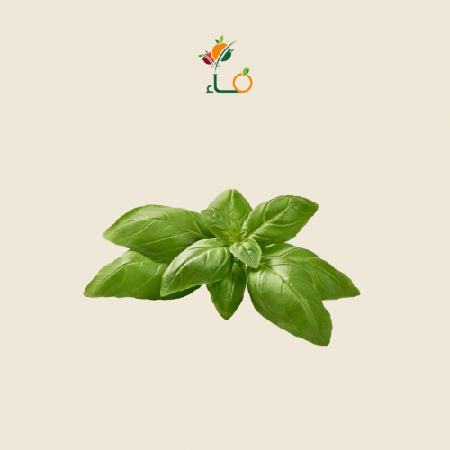 ربطة حبق