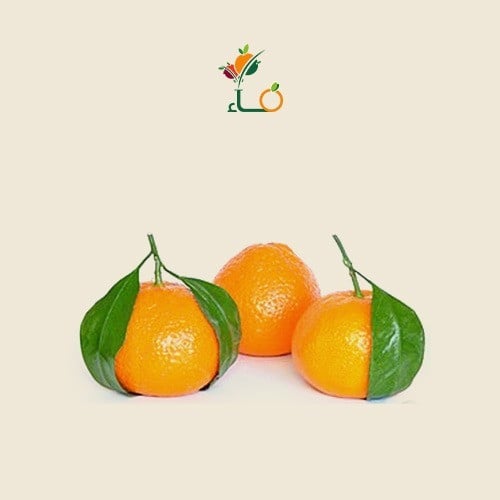 يوسفي مغربي