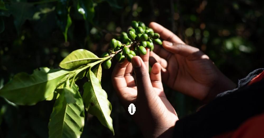 الاقتصاد الأخضر