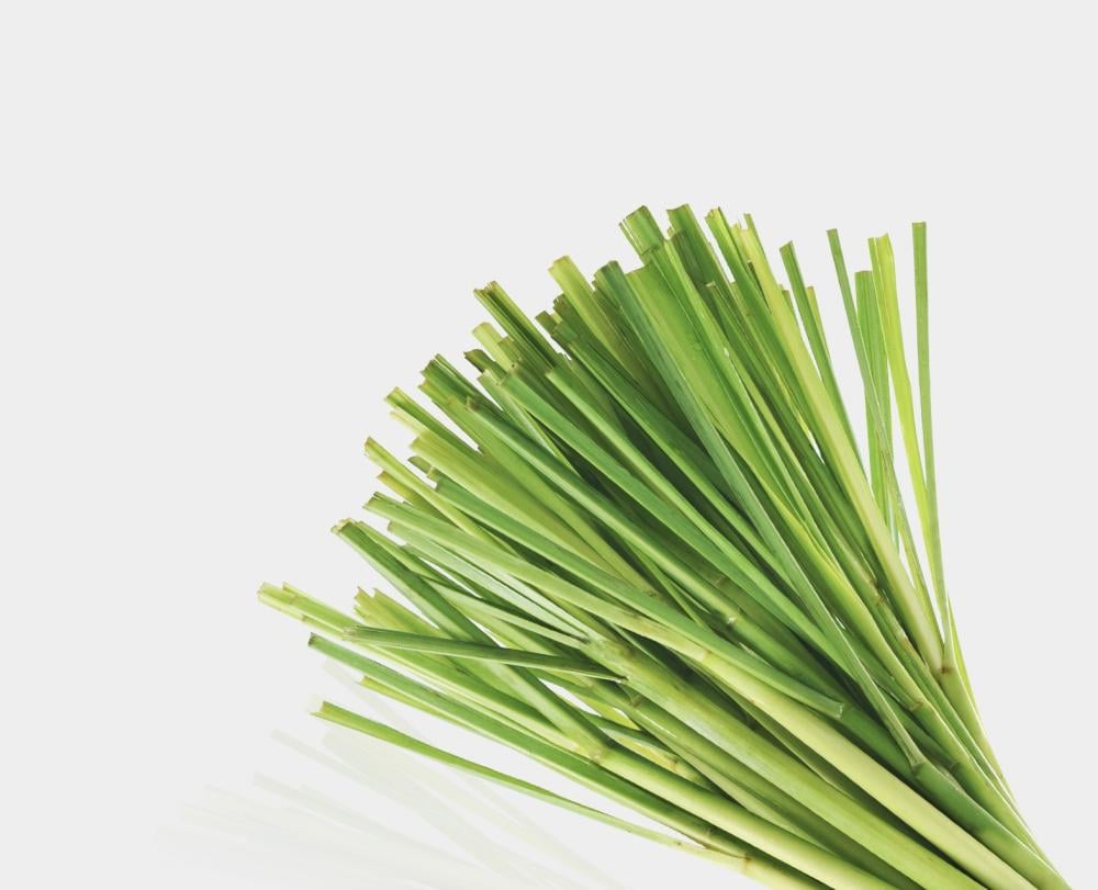 عطرة المدينة عضوي