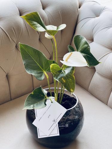 Vase interioum